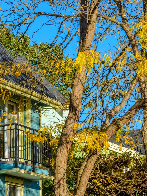 arborist The cost of an arborist